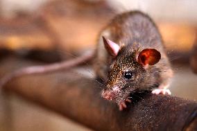 Rats At The Karni Mata Temple - India