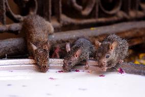 Rats At The Karni Mata Temple - India