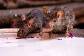 Rats At The Karni Mata Temple - India