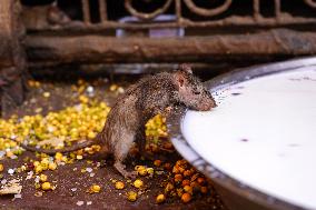 Rats At The Karni Mata Temple - India