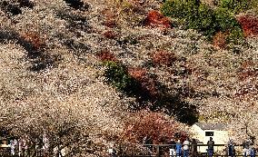 Cherry blossoms and autumn leaves