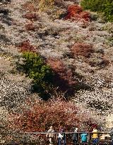 Cherry blossoms and autumn leaves
