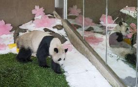 Panda twins' 7th birthday in Japan