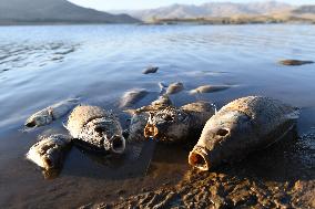 Scary Fish Deaths Due To Global Warming - Turkey