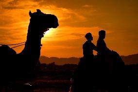 Tourist During Camel Safari in the Desert of Pushkar - India