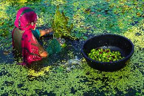 Water Chestnuts Harvest - India