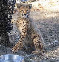 Baby cheetah at Japanese zoo