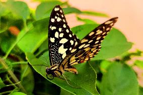 Milkweed Butterfly - India