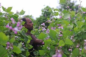 A Worker Harvests Beans In A Field - Bangladesh