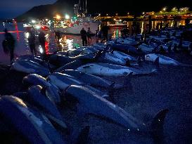 1428 Dolphins Slaughtered In The Faroe Islands - Denmark