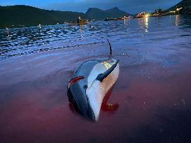 1428 Dolphins Slaughtered In The Faroe Islands - Denmark
