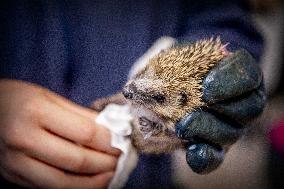 Animal Shelter - Rotterdam