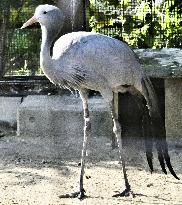 Blue crane at western Japan zoo