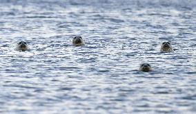 Seals in Hokkaido