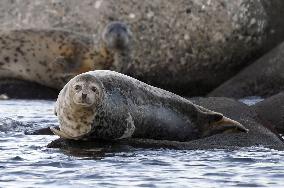 Spotted seals in northern Japan