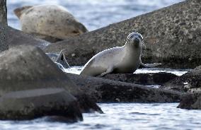 Spotted seals in northern Japan