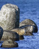 Spotted seals in northern Japan