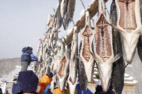 Ainu salmon preservation method put into practice