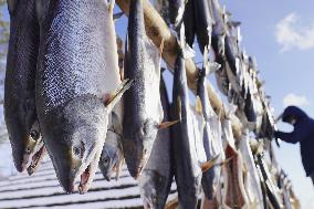 Ainu salmon preservation method put into practice