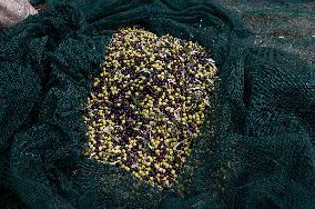 ITALY-OLIVE-HARVESTING