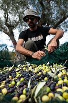 ITALY-OLIVE-HARVESTING