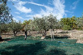 ITALY-OLIVE-HARVESTING