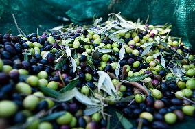 ITALY-OLIVE-HARVESTING