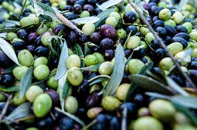 ITALY-OLIVE-HARVESTING