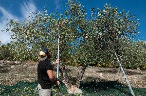 ITALY-OLIVE-HARVESTING