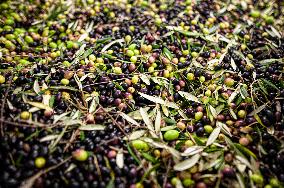 ITALY-OLIVE-HARVESTING