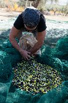 ITALY-OLIVE-HARVESTING