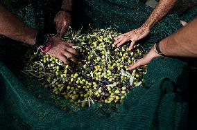 ITALY-OLIVE-HARVESTING