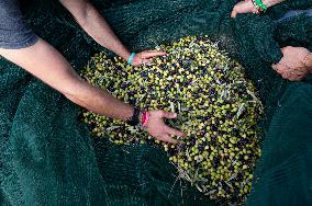 ITALY-OLIVE-HARVESTING