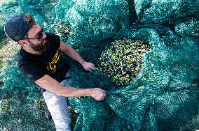 ITALY-OLIVE-HARVESTING