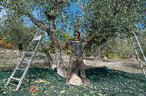 ITALY-OLIVE-HARVESTING