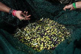 ITALY-OLIVE-HARVESTING