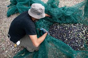 ITALY-OLIVE-HARVESTING