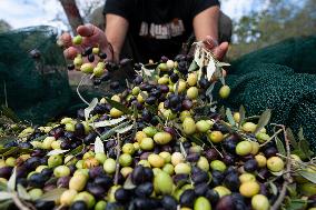 ITALY-OLIVE-HARVESTING