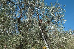 ITALY-OLIVE-HARVESTING