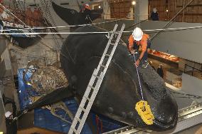 Year-end cleaning at whale museum in western Japan