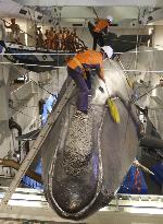 Year-end cleaning at whale museum in western Japan