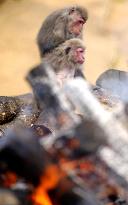Monkeys warm by fire