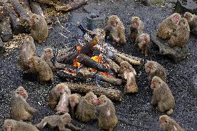 Monkeys warm by fire