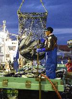 Japanese amberjack catch in northern Japan