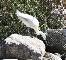 Little egret at western Japan zoo