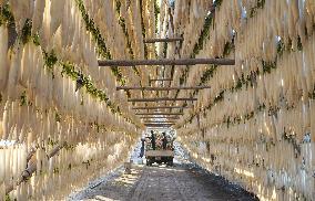 Mass radish drying in Japan