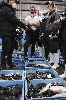 Year's first pufferfish auction in western Japan