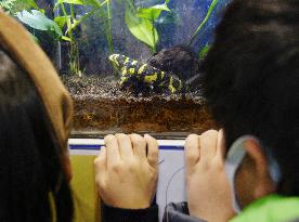 Barred tiger salamander at central Japan aquarium