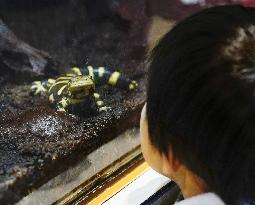 Barred tiger salamander at central Japan aquarium