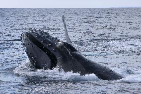 Whale off southwestern Japan